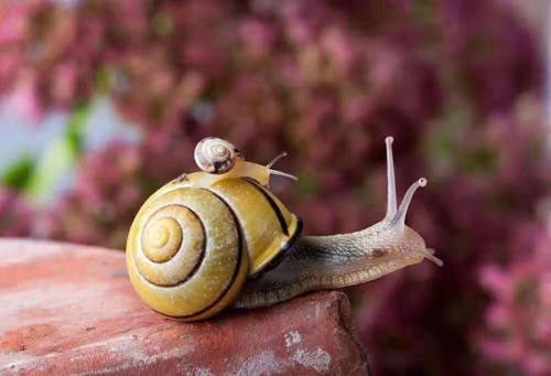 蜗牛背着重重的壳一步一步往上爬!