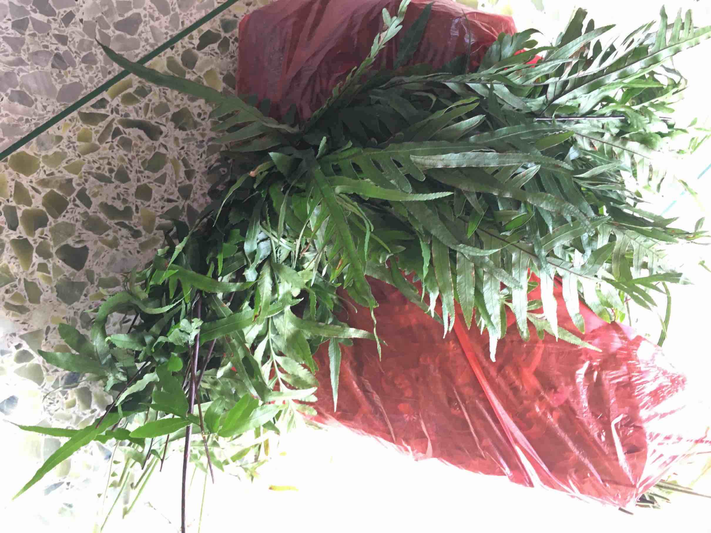 带着家伙去山上采摘凤尾草,单片牙.这两种青草可以除人体的湿笔