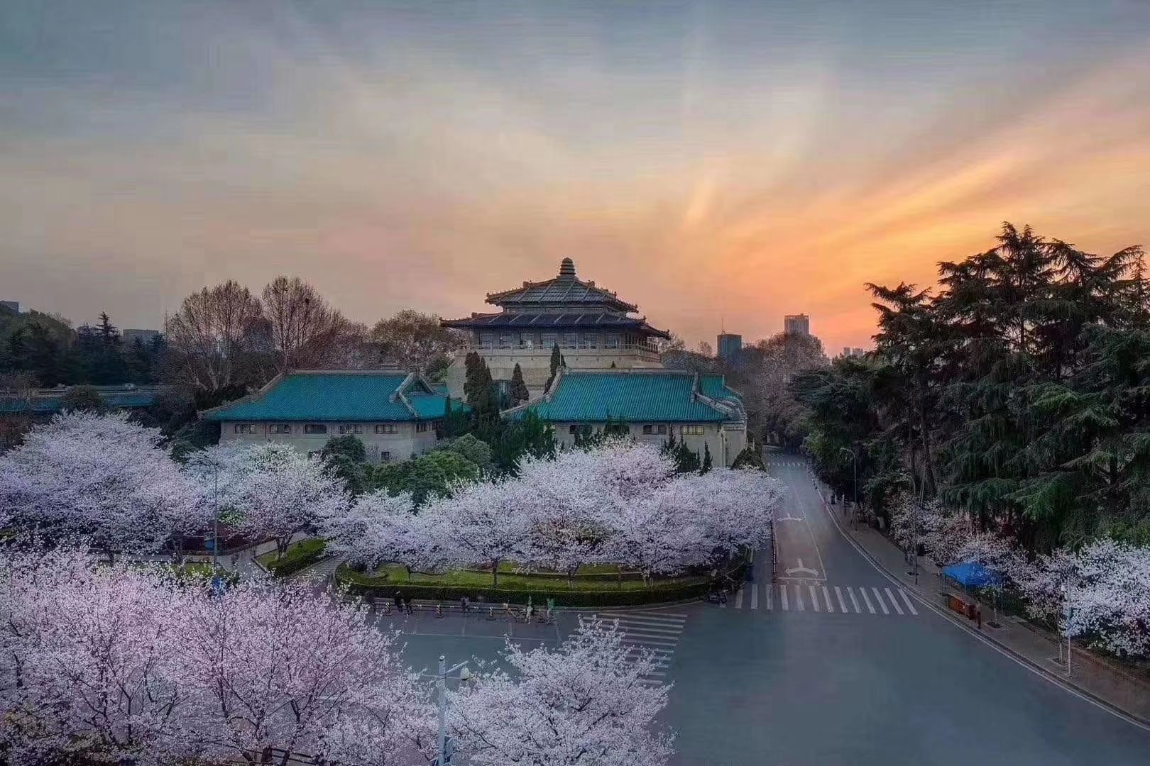 昨天武大的樱花何曾想过武大的樱花季会这般清漠孤冷花心愁欲断春色岂