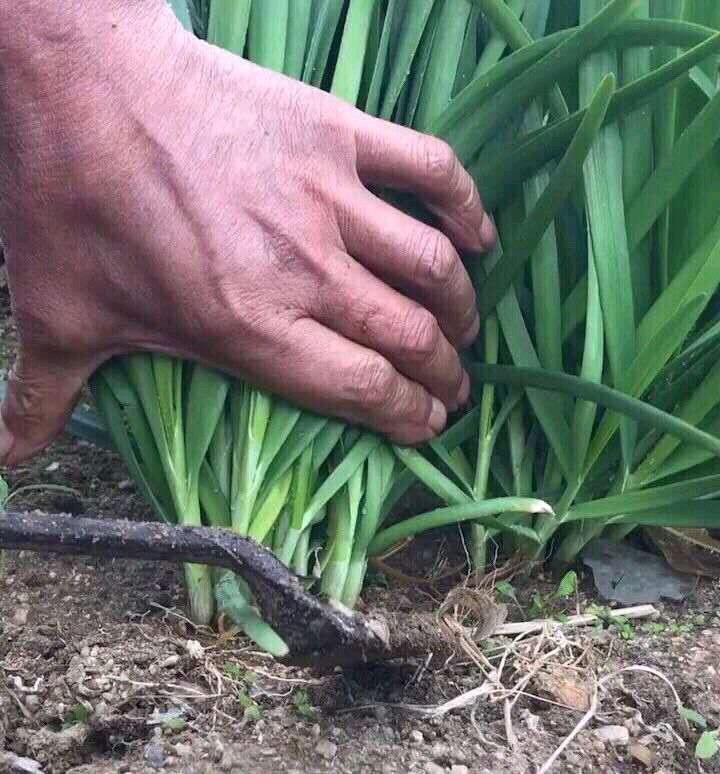 绿油油了.