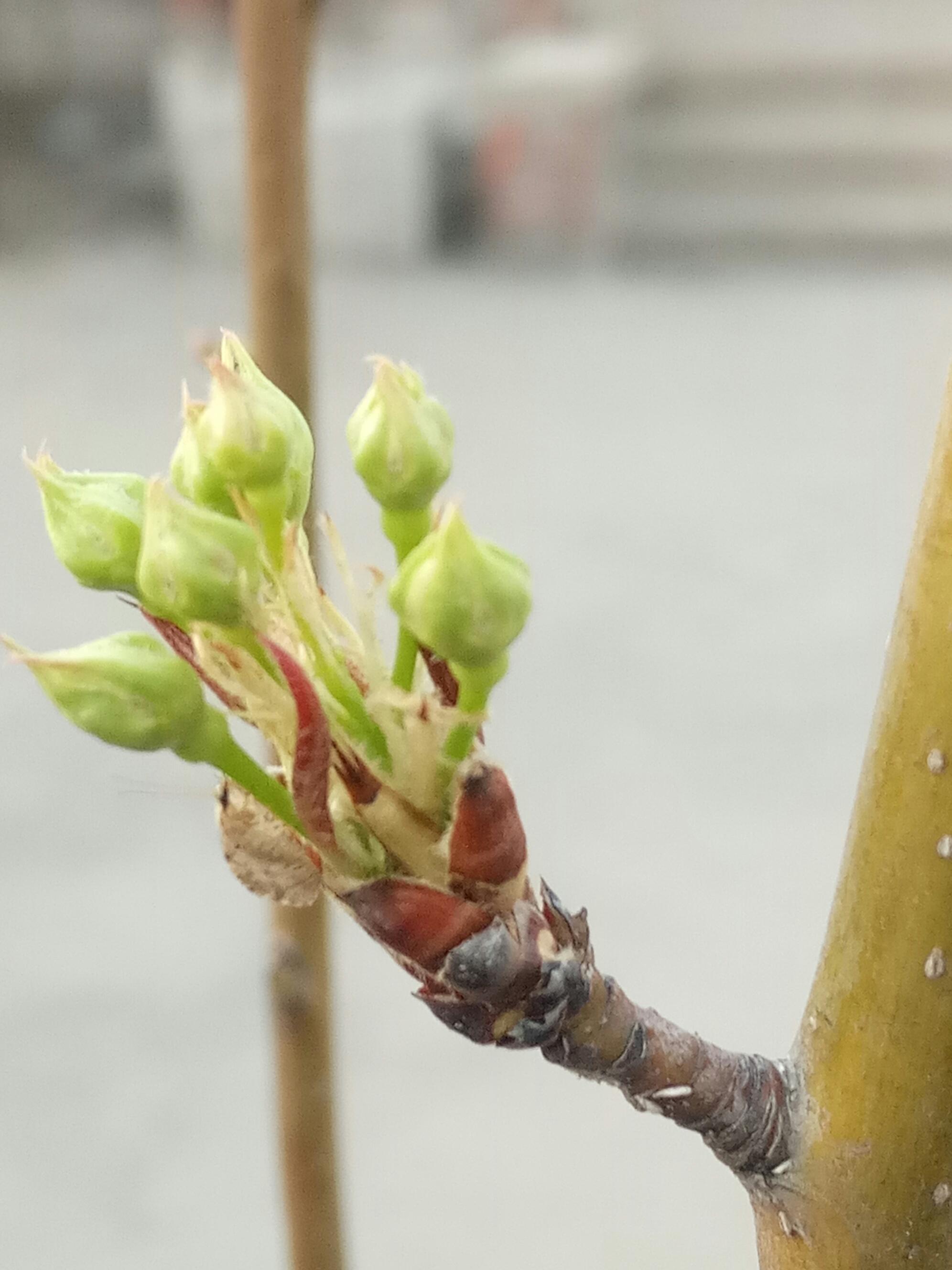 在这春暖花开季节,家里的柿子树,山楂树,梨树都发芽了