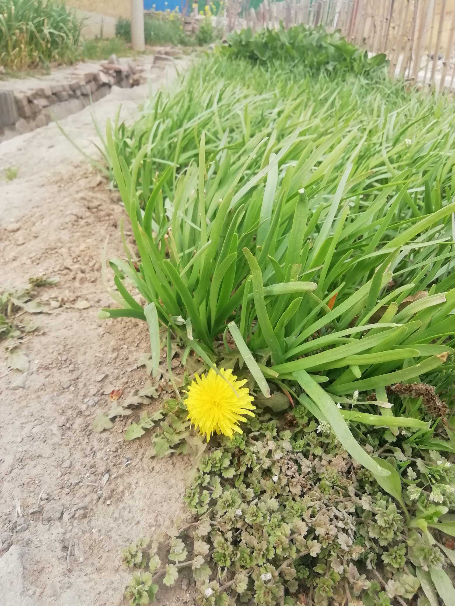 可以了,韭菜开花了,准备腌韭花.