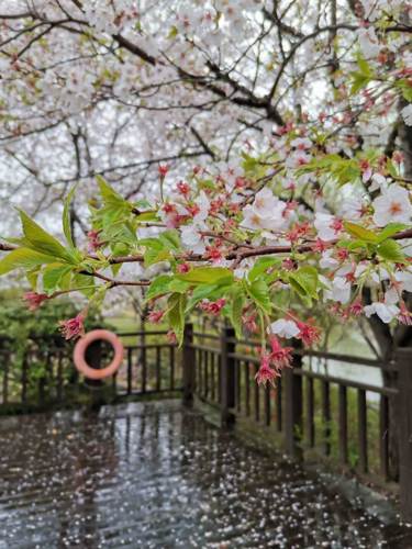 林花谢了春红太匆匆无奈朝来寒雨晚来风胭脂泪相留醉几时重自是人生