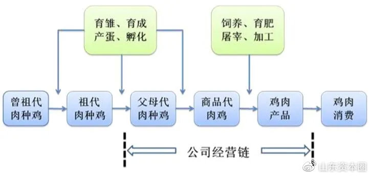 它以商品代肉鸡及鸡肉为主营产品,将父母代肉种鸡养殖,雏鸡孵化,饲料