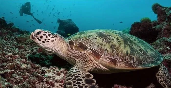 深海绿毛龟!