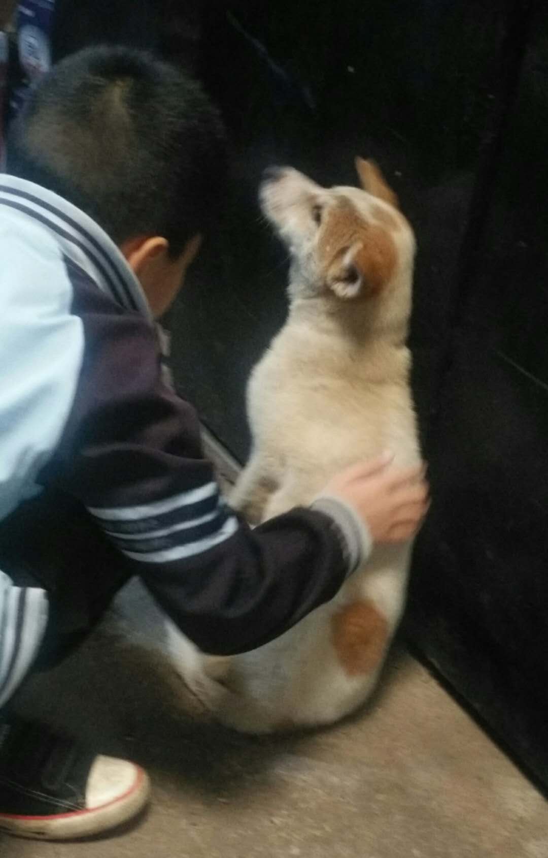 白狗黄头身带——要发了!