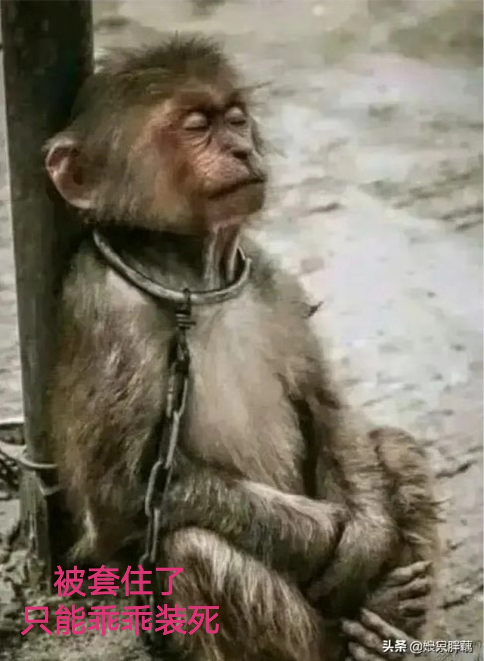 亏了30个点了,只要能回10个点,再痛都要割了,持有康佳就是痛苦的煎熬.