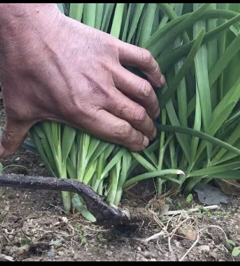 新鲜出炉的大韭菜适合包饺子或小火慢炒加入葱花鸡蛋可以收割了