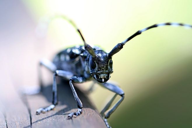 长角甲虫高清大图慎点可能会有点恐怖随着照相机显微镜等影像技术的