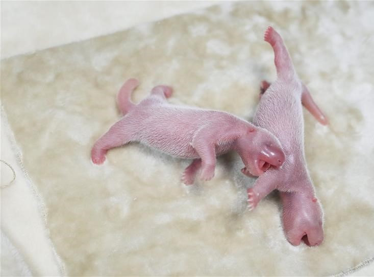 刚出生的熊猫幼崽小得像只小老鼠