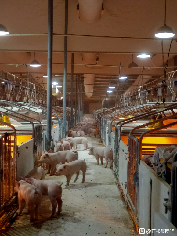 给大家看看正邦在广西的繁育猪场内部照片