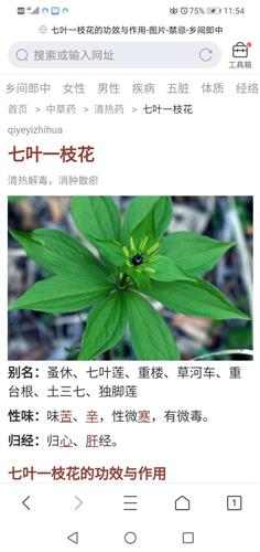 抗癌中药,七叶一枝花[拜神][拜神][拜神]