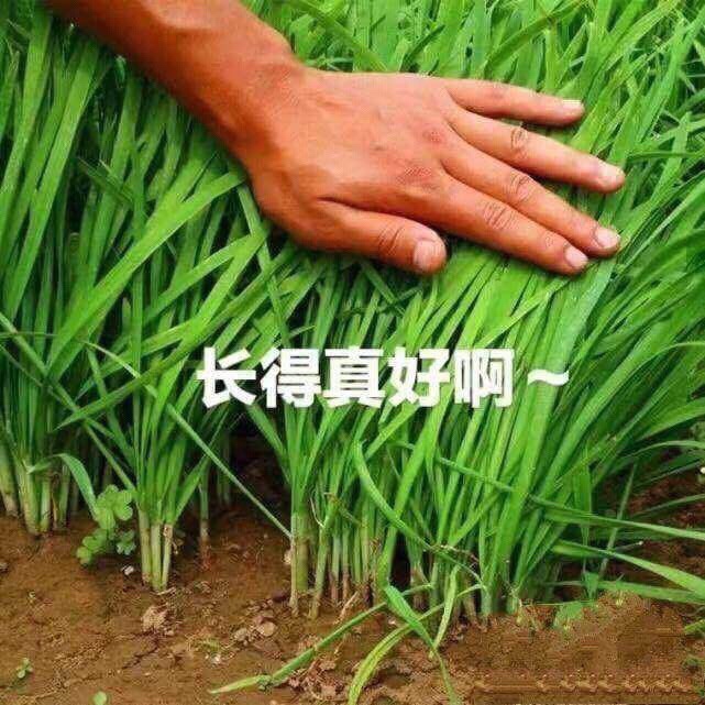 韭菜长得好好哦!