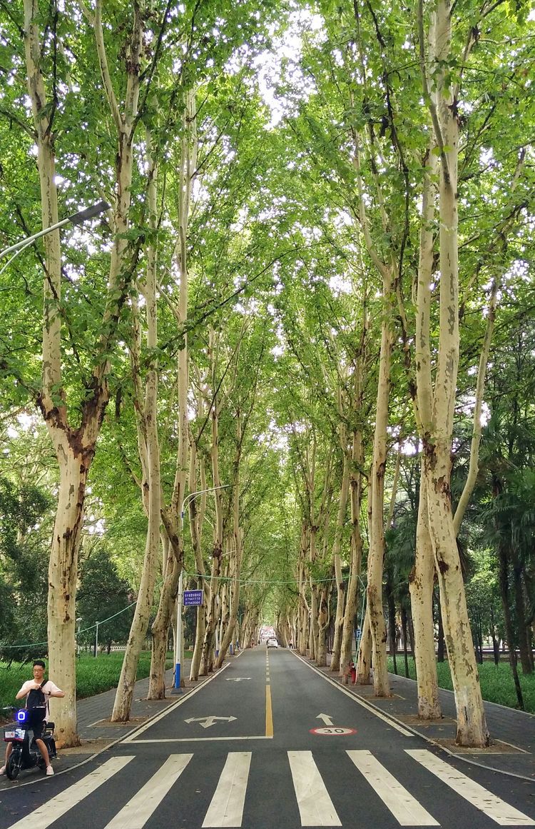 面积超大的森林大学华科别样的风景