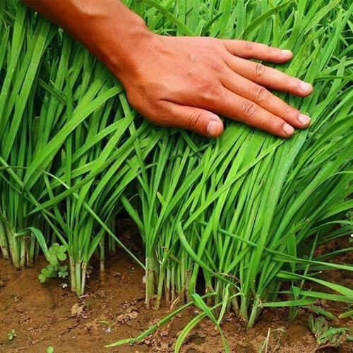 什么时间种韭菜韭菜不能随便种 DDD8B4B19D91B3B2EF679D7BB8A7D190_w600h600.jpg