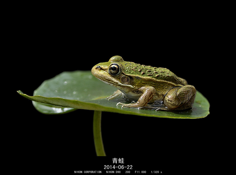 青蛙的生长过程视频完整 47D39BD4560DB2C69B4C69B0052757DE_w800h594.jpg