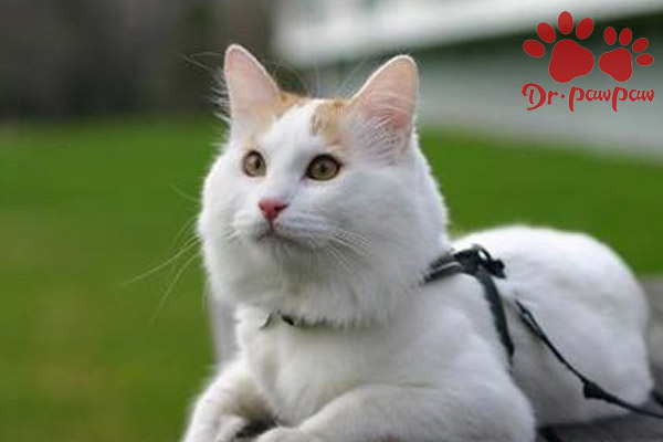 猫咪怎么样会是发烧呢 ACAEFC1967AE69D13BF298D781184DE6_w600h400.jpg