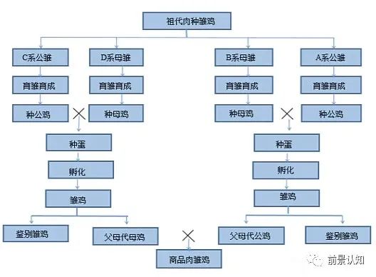 蛋鸡苗市场新动态：产业转型升级与绿色养殖风潮