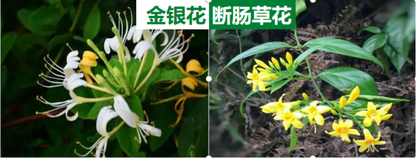 投资就如金银花与断肠草！选对了金银有得花，选错了断肠草头晕眼花_财富号_东方财富网