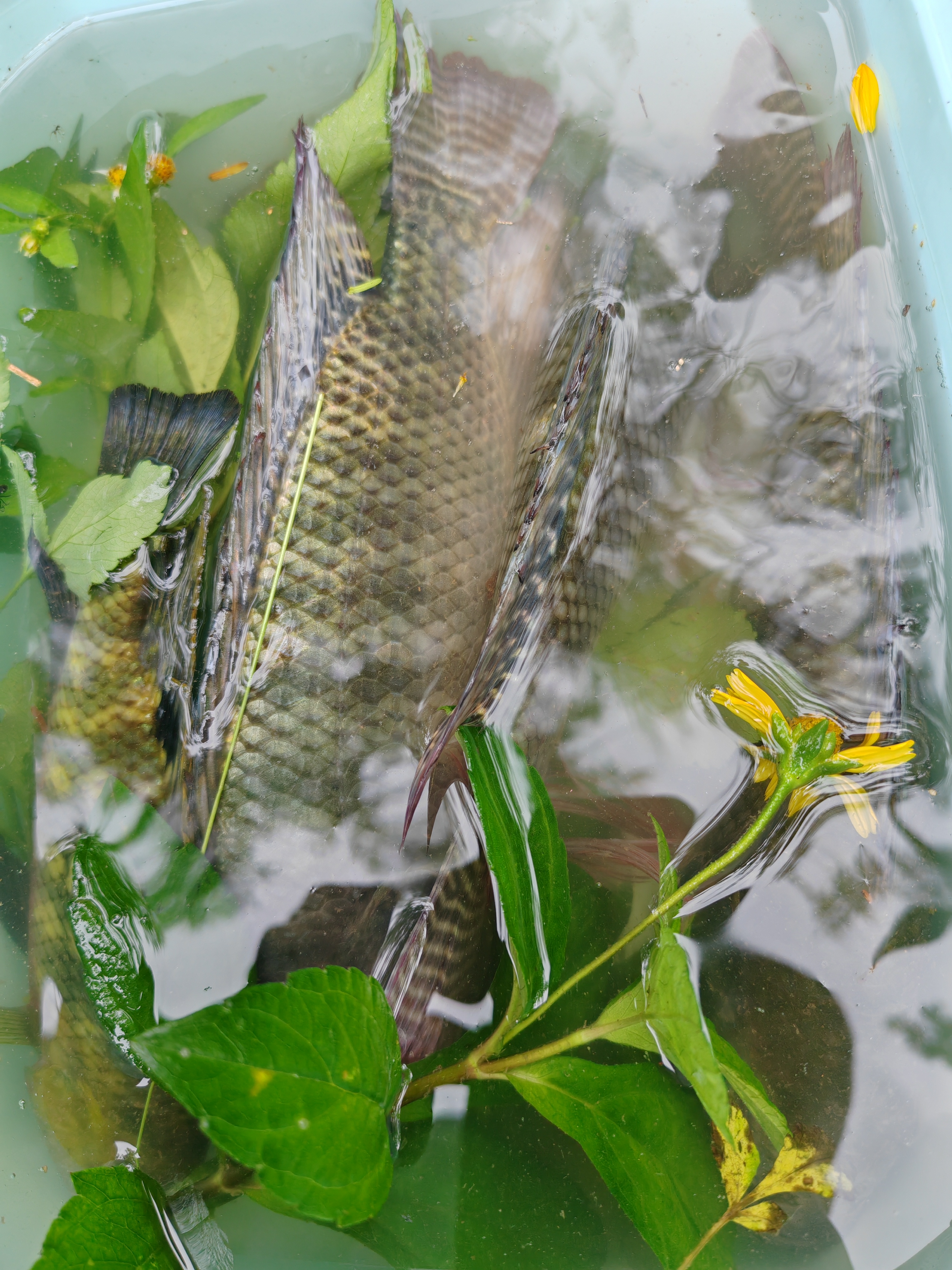 aigupiao_image