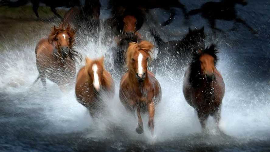 生肖行情轮到马，万马奔腾持久难