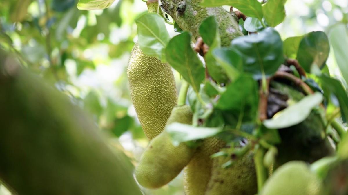 10年菠蘿蜜,一路看著它從家門前的野生果子變成村民搶著種的經濟作物