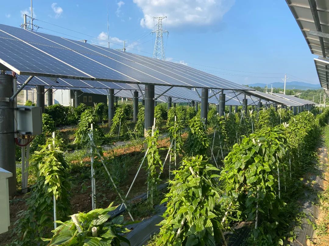 光伏模式新探索绿色发展新收获新能源公司谱写光伏产业高质量发展新