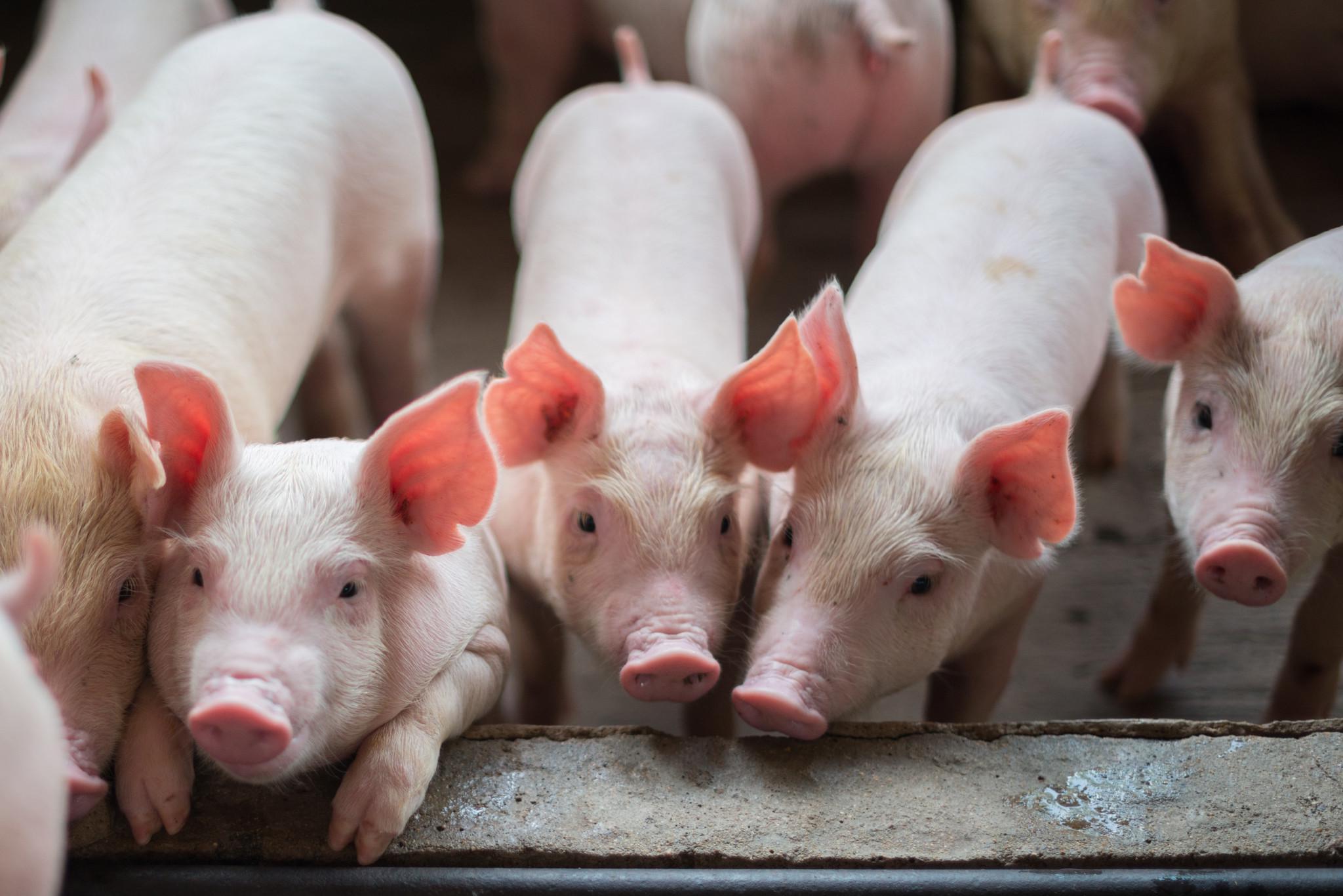 浙江农民私自杀猪被罚款5万元自养猪真的不能私自宰杀了吗