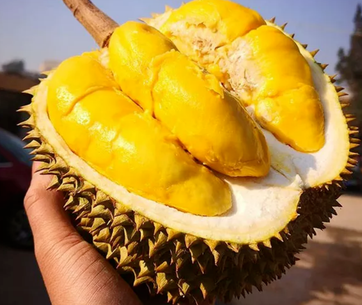 4万吨国产榴莲来袭10元3斤指日可待泰国急了一定要留住中国市场