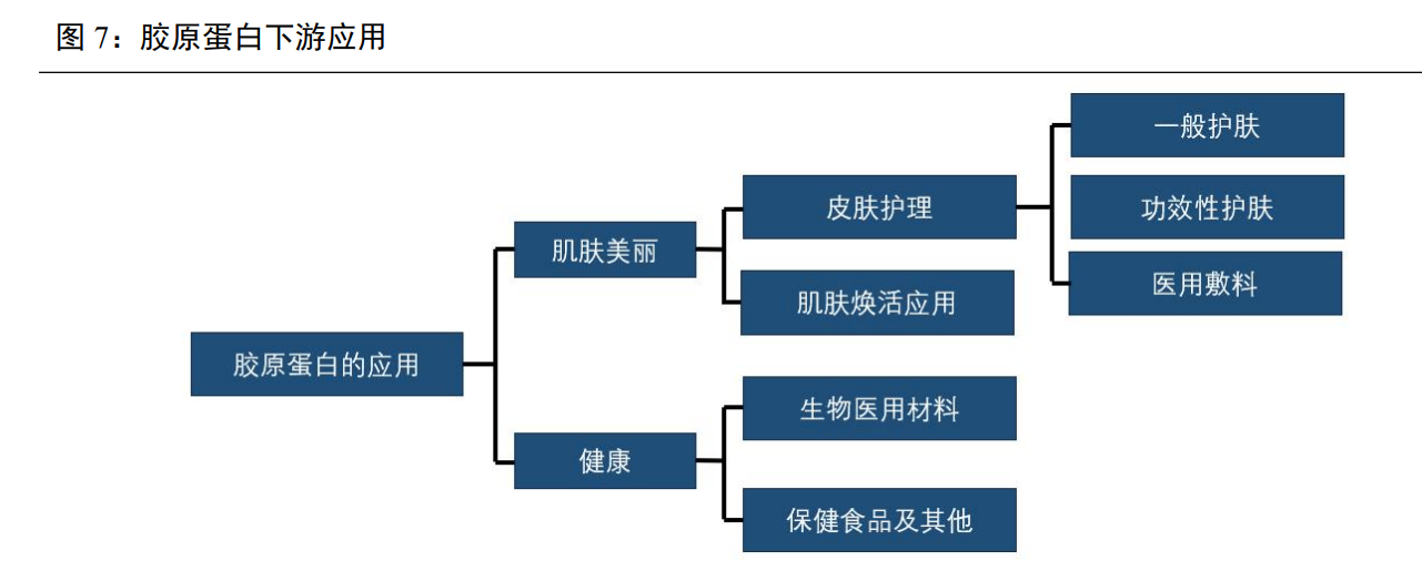 医用生物敷料栓怎么用锦波生物研究报告：独揽重组胶原蛋白III类械，医美应用助力成长_https://www.jmylbn.com_新闻资讯_第2张