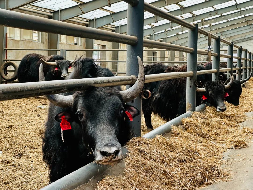 乡村振兴新解法大通牦牛的产业突围故事