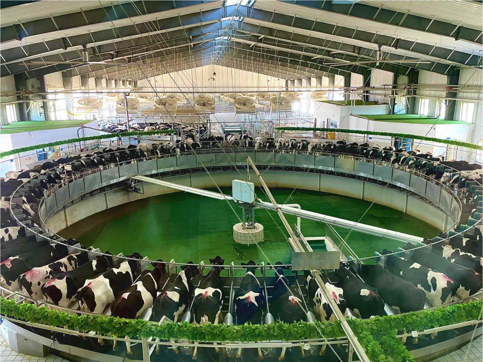 优然牧业赛科星奶牛核心育种场前瞻布局,科技赋能优然牧业未来增长