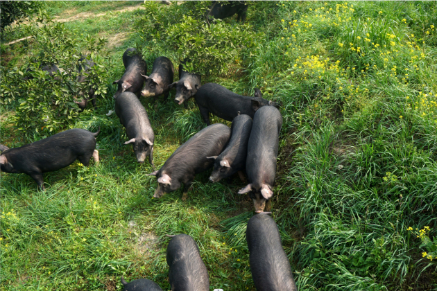 庄园黑高原黑猪获得中国有机产品认证高金食品战略领航中国黑猪新标杆
