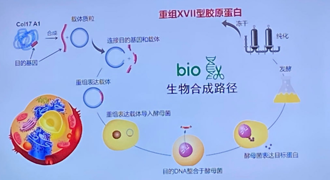 相较之下,"17型的量微乎其微,且为非胞外分泌性胶原蛋白,通过动物来