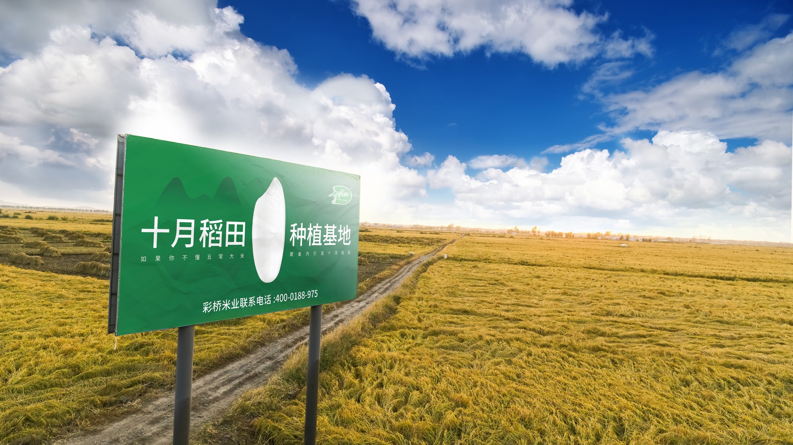 【真灼ipo前线】十月稻田(09676.