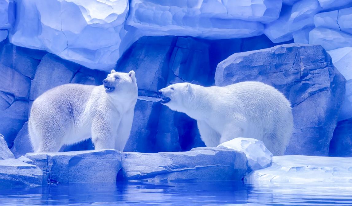 作为河南首次引进的北极熊夫妇"宝宝"和"薇薇",最为游客喜爱,"小两口"