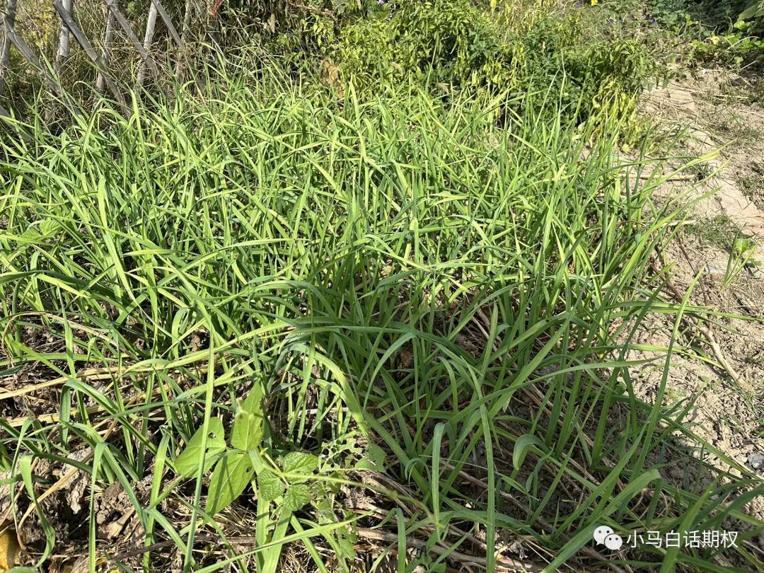 好不墩庵植劳而获噢不有耕耘有收获的感觉