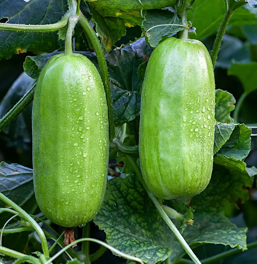 菜瓜这种蔬菜家家都在吃但很多人不知道它的营养价值