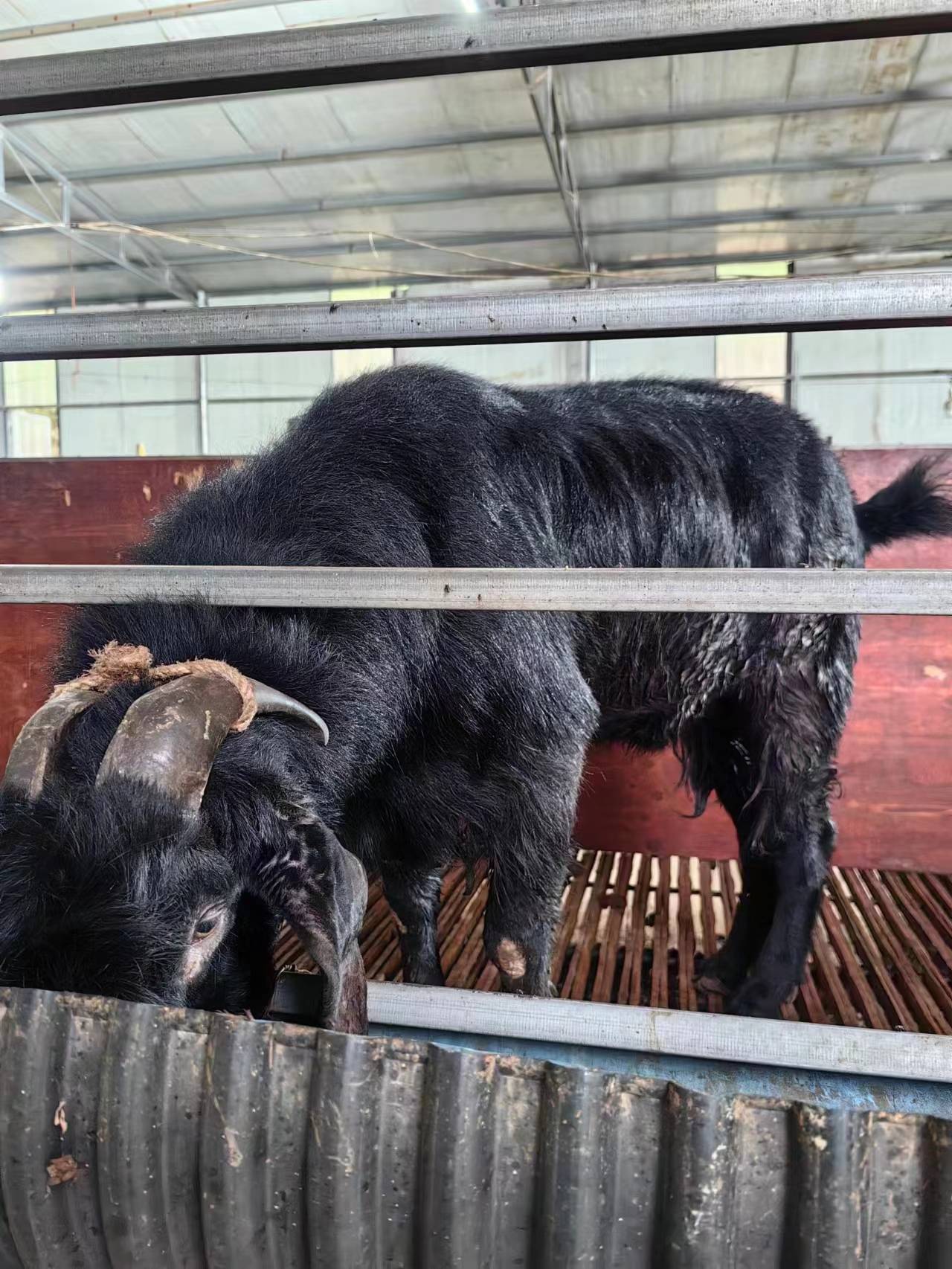 2013年返乡创业的80后,养殖金堂黑山羊和努比亚大耳羊,交流养殖技术