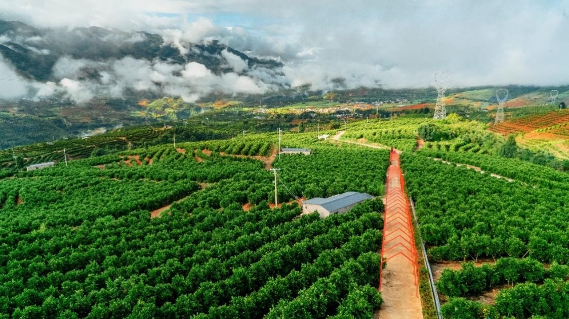 5 万吨 精选出60%才能称为"褚橙" 从采摘到送达仅7天_博客_东方财富网