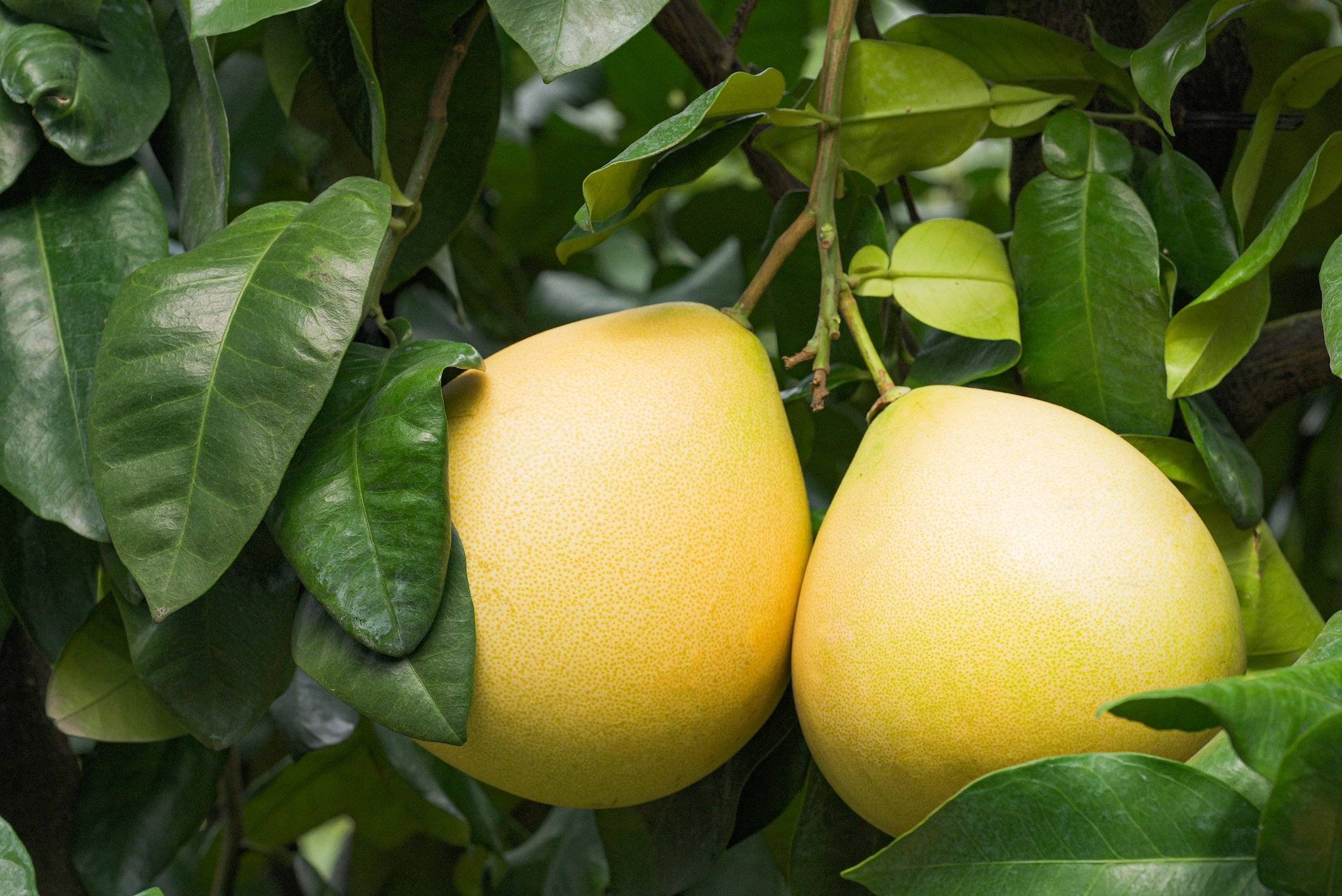 来到了有"中国柚都"之称的福建省平和县,带大家一起品尝琯溪蜜柚的