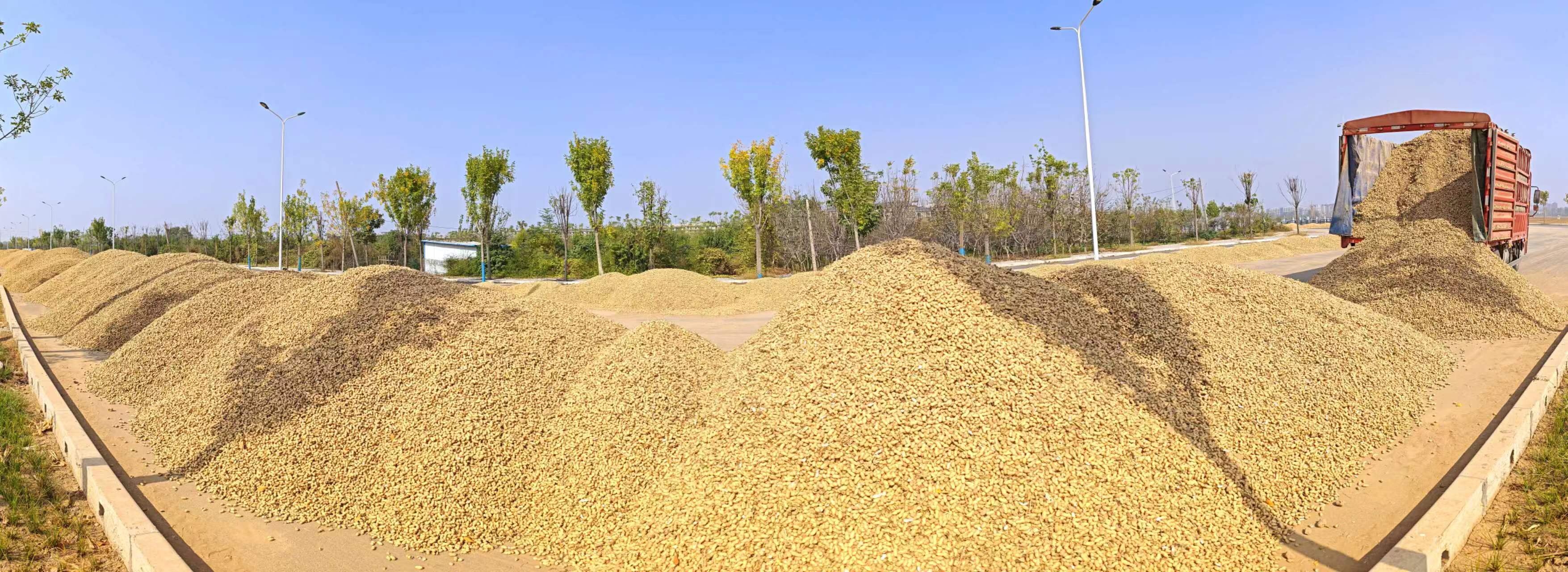 河南原阳万亩花生田体验农耕文化的诗与远方