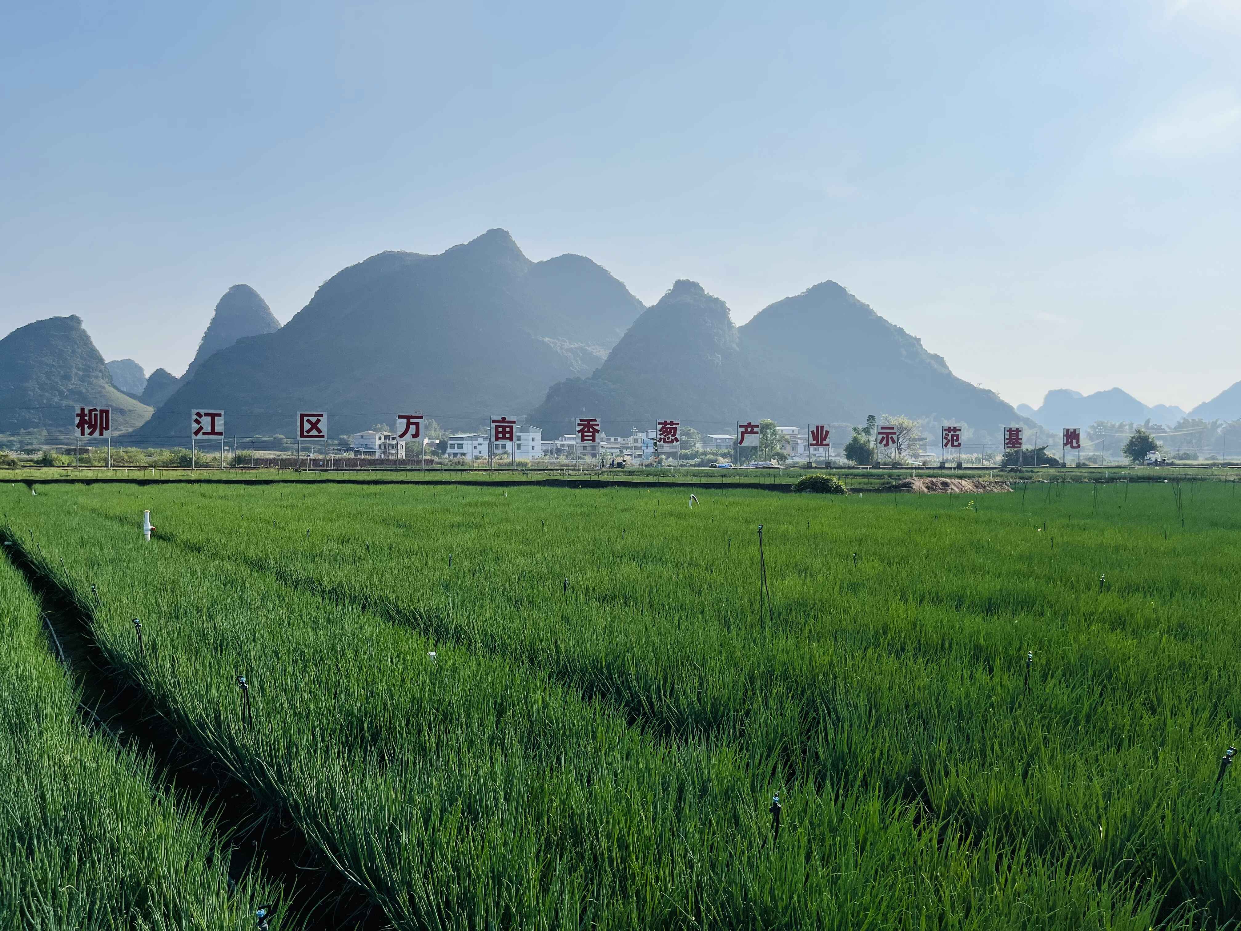 同南方网记者云观广西丨走进柳州柳江区因地制宜谋特色文旅融合旺乡村