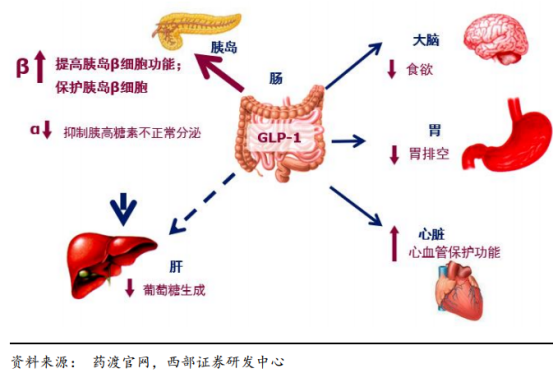 中广云智投降糖减肥glp1药物及上游产业链价值分析
