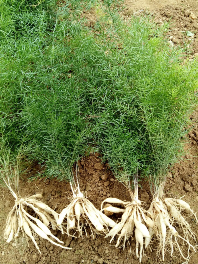 【药材鉴别】同属于补阴药,天冬和麦冬的区别你了解吗?