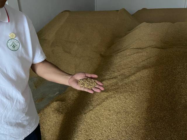 对口帮扶成效显马坝油粘再起航