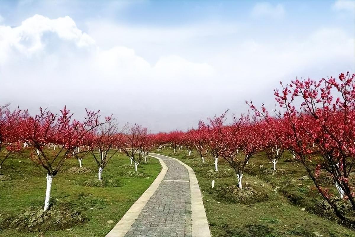 华彩三农冬红梅万物皆眠我独自灿烂