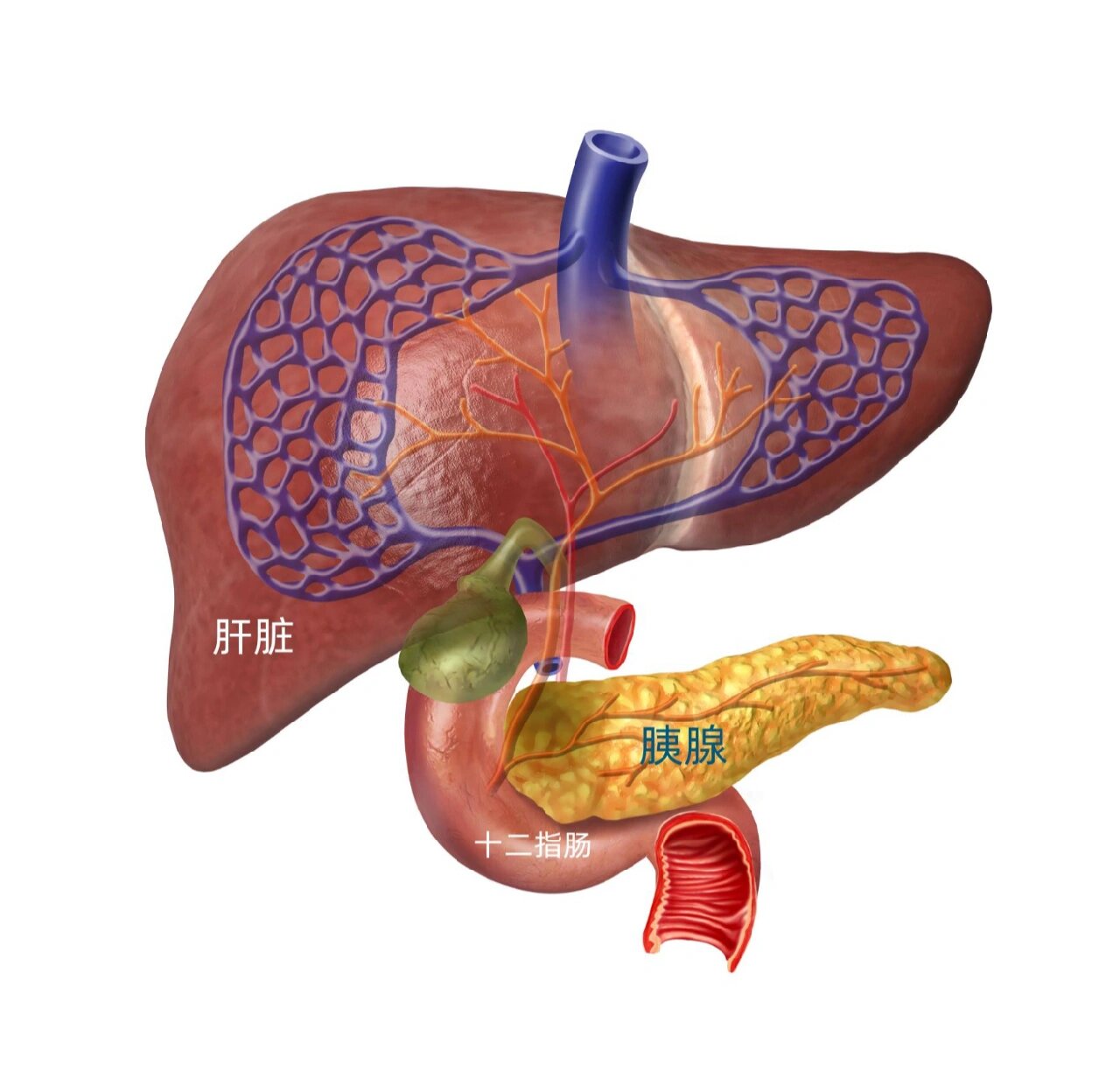 癌中之王胰腺癌有了新治疗方法