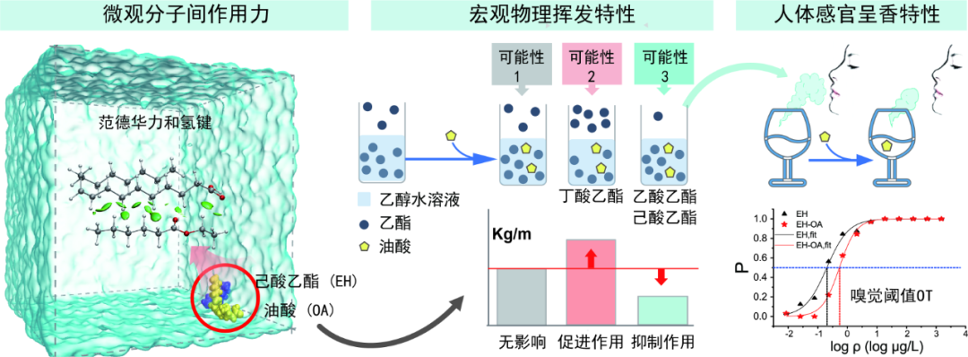 發現乙酸乙酯,己酸乙酯在模擬體系中與乙醇,水等分子的弱相互作用力會