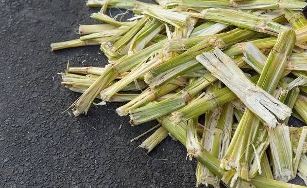 印度甘蔗渣年赚1700亿当地人这是摇钱树我国为何不效仿